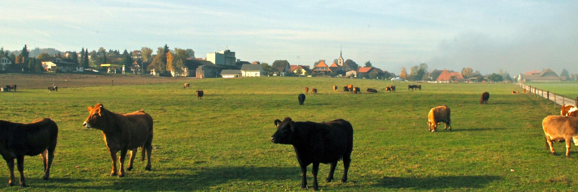 Feld mit Tieren im Vordergrund